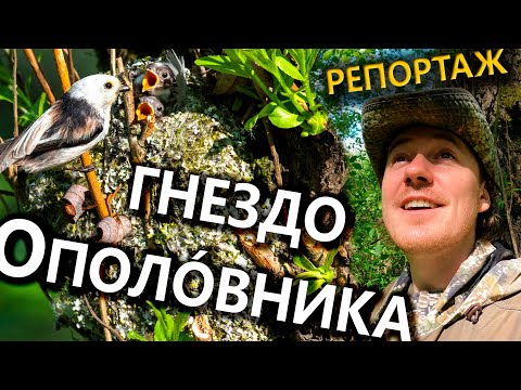 Видео: Ополовник. Репортаж у гнезда