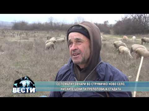 Видео: Сé помалку овци во струмичко Ново Село, ниските цени ги преполовија стадата