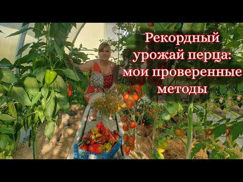 Видео: Перец — моя гордость! Как я добиваюсь богатого урожая без лишних хлопот: мои простые правила