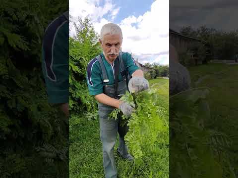 Видео: Насадка-КУСТОРЕЗ, купил пока СКИДКИ...