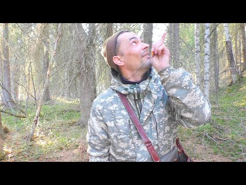 Видео: КАК РЯБЧИК ПОДЛЕТАЕТ НА МАНОК ВЕСНОЙ / ДВА РАЗА СВИСТНУЛ И ОН УЖЕ ТУТ! СТАВЛЮ ФОТОЛОВУШКИ НА РЯБЧИКА