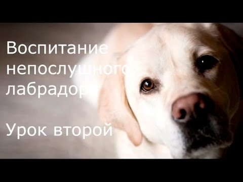 Видео: [Занятие 2] Как научить лабрадора ходить РЯДОМ, не натягивая поводка