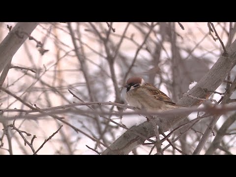 Видео: Орнитолог рассказала, чем кормить птиц зимой