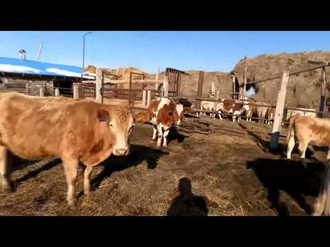 Видео: После обрезания рог, солому едят быки, завёл трактор.