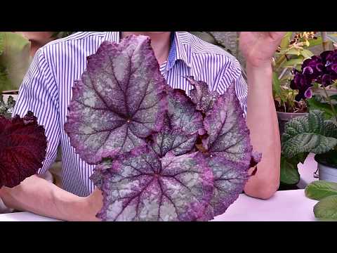 Видео: Влияние  освещения на пигменты декоративно лиственных бегоний