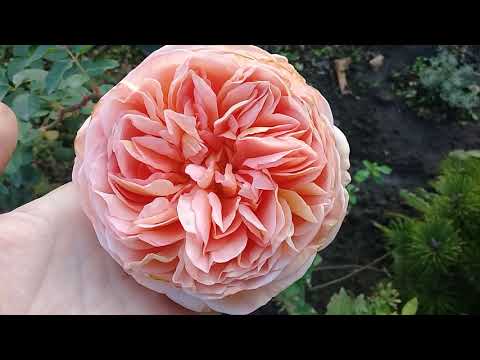 Видео: Осенняя посадка роз,как я сажаю розы,цветение хризантем мультифлора.