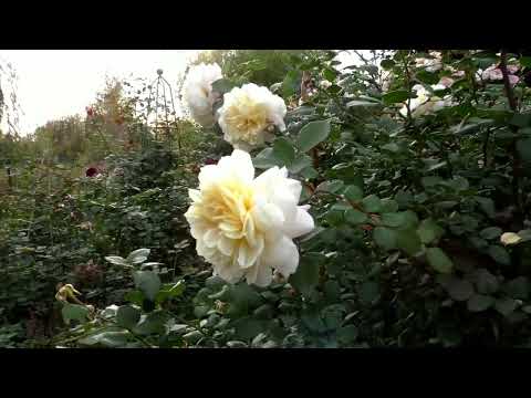 Видео: Мой розовый сад в сентябре. Резать или не резать розы? Вот в чем вопрос?