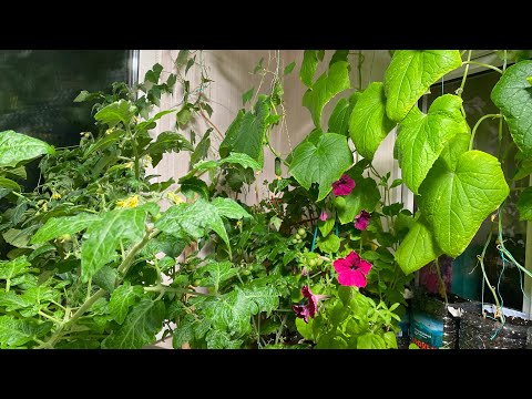 Видео: Урожай картошки на балконе! Огород на балконе! Вы такое видели?!