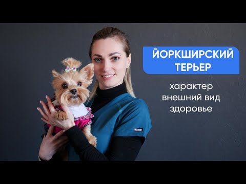 Видео: Йоркширский терьер - все о породе. Характер, внешность и многое другое смотрите в видео!