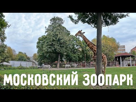 Видео: Виктория Антоновна в Московском зоопарке 🦩 Встреча со слонами, жирафом и пандами 🐼 Moscow Zoo