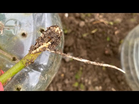 Видео: ТРИ!!! ВИДА НАРОСТОВ на МОИХ РОЗАХ🌹. АНАЛИЗИРУЕМ✊🌹😅