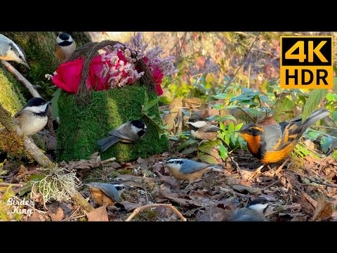 Видео: КОШКА ТВ 😺❤️ Милые птички и романтические розы в лесу 🐦🌹 8 часов (4K HDR)