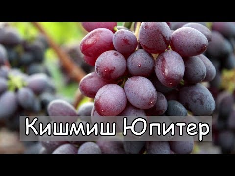 Видео: Кишмиш Юпитер США. Очень вкусный и сладкий, высокая морозостойкость.