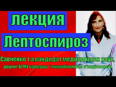 Видео: Лептоспироз.Лептоспироз-лекция по микробиологии