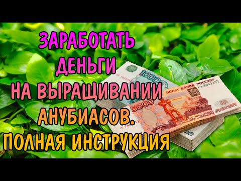 Видео: БИЗНЕС НА ВЫРАЩИВАНИИ АНУБИАСОВ. ПОЛНАЯ ИНСТРУКЦИЯ