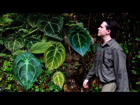 Видео: Как антуриум забывчивого растёт в природе