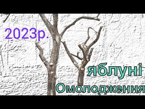 Видео: Омолодження старих яблунь. Три приклади з різними формами крони. 2023