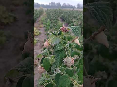 Видео: Полонез - огляд сорту.