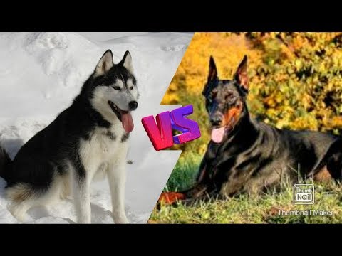Видео: Сибирский хаски против Добермана. Doberman against Siberian Hysky.