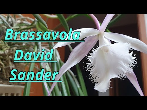 Видео: Brassavola David Sander (описание и уход)