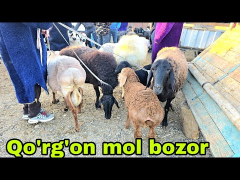 Видео: Romitan qo'rgon mol bozoridan qo'y va echkilar narxlari 9 октября 2025 г.