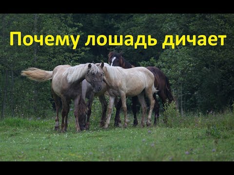 Видео: Почему лошадь в табуне "дичает"...