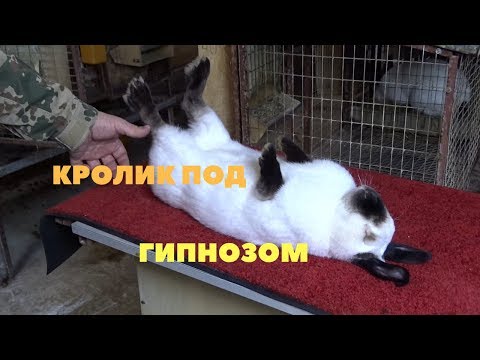 Видео: Как загипнотизировать кролика