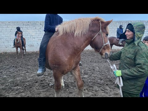 Видео: Туркестан Мал Базар. Жылқы Айғыр Бие Байтал Тай 07.01.2024