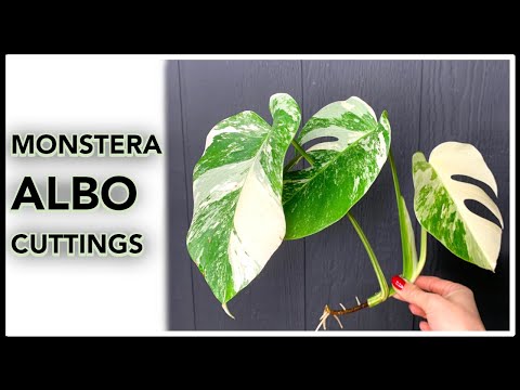 Видео: Как вырастить пеструю монстеру из черенка