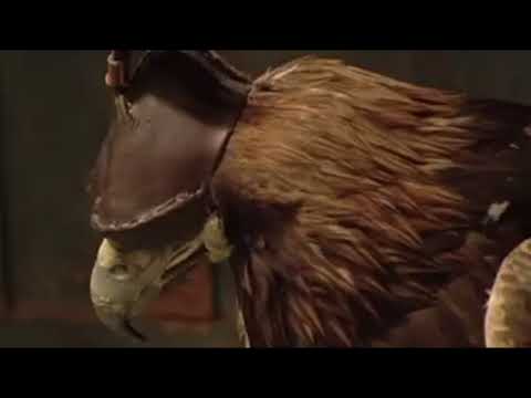 Видео: Моңғолия қазақтары -Көш