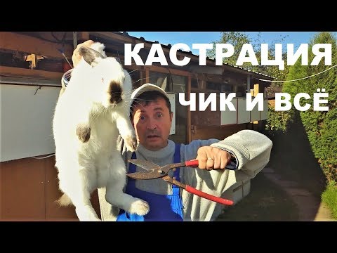 Видео: Подготовка к зиме %  КАСТРАЦИЯ кроликов