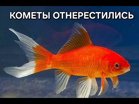 Видео: Кометы отнерестились! Перемещаю икру в спец-ёмкости.