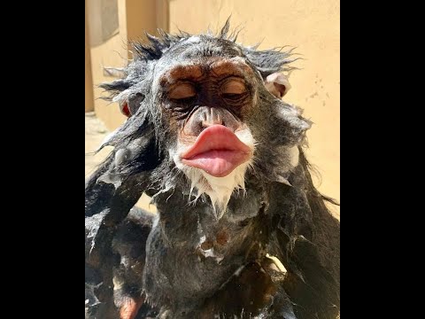 Видео: 🐕 Смешное видео с животными для отличного настроения! 🐈 Улыбнитесь! 😺