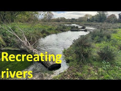 Видео: Переосмысление рек и форелевого промысла: основанная на фактических данных охрана природы в действии