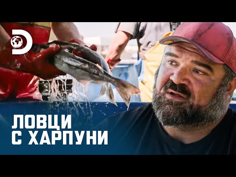 Видео: Първи ден от ловния сезон | Ловци с харпуни