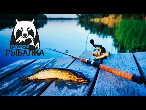 Видео: Русская Рыбалка 4  🌊🐳🌊 Russian Fishing 4