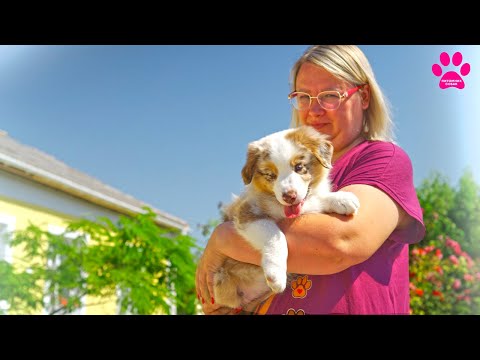 Видео: Мини Аусси - новая порода в нашем питомнике! Это новый хит! Миниатюрная американская овчарка