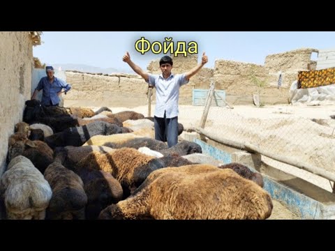 Видео: Результати фойдаи кучкоро дар 20 руз.Фойда хаст ё не?