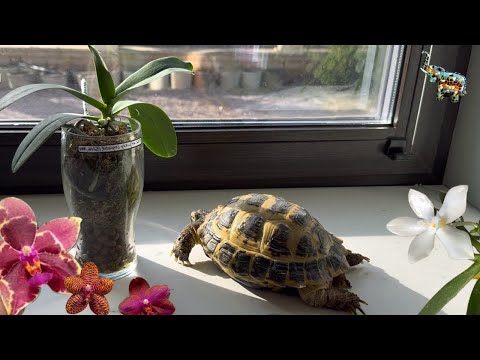 Видео: Полив орхидей в закрытой системе, новое приобретение … и зоокружок 🐢🐕 #phal #сухопутнаячерепаха