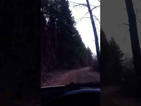 Видео: Потерялся в лесу.Не знаю как выбраться.Автодрайв
