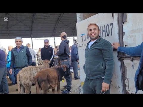 Видео: Молбозори Шахри Вахдат 24 10 2025