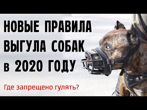 Видео: Новые правила выгула собак в 2020, где можно гулять без намордника?