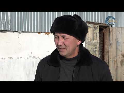 Видео: Тауықтан да табыс көп / АГРО АЙМАҚ / 18.12.2024
