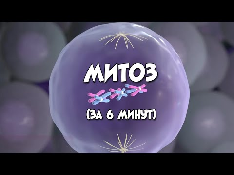 Видео: Митоз (за 6 минут)