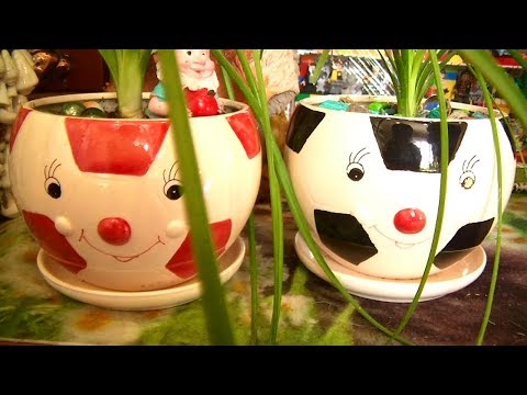 Видео: Мои комнатные цветочки после зимы 2019