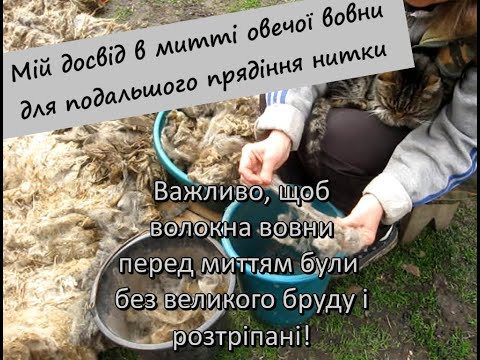 Видео: Сортування і миття овечої вовни. Мій досвід в митті вовни для подальшого прядіння нитки!🧦