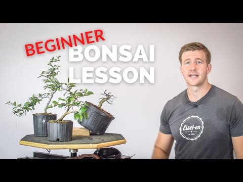 Видео: 3 великолепных растения для широколиственного бонсай | Bonsai-U