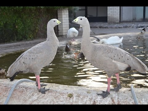 Видео: Сельский Туризм. Куриный гусь в птичьем парке Сергея Корниенко