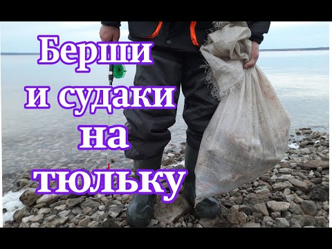 Видео: Берши и судаки на тюльку. Ловля берша в отвес с лодки.