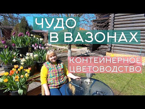 Видео: Контейнерное цветоводство: популярные и незаслуженно забытые цветы для посадки в садовые вазоны.